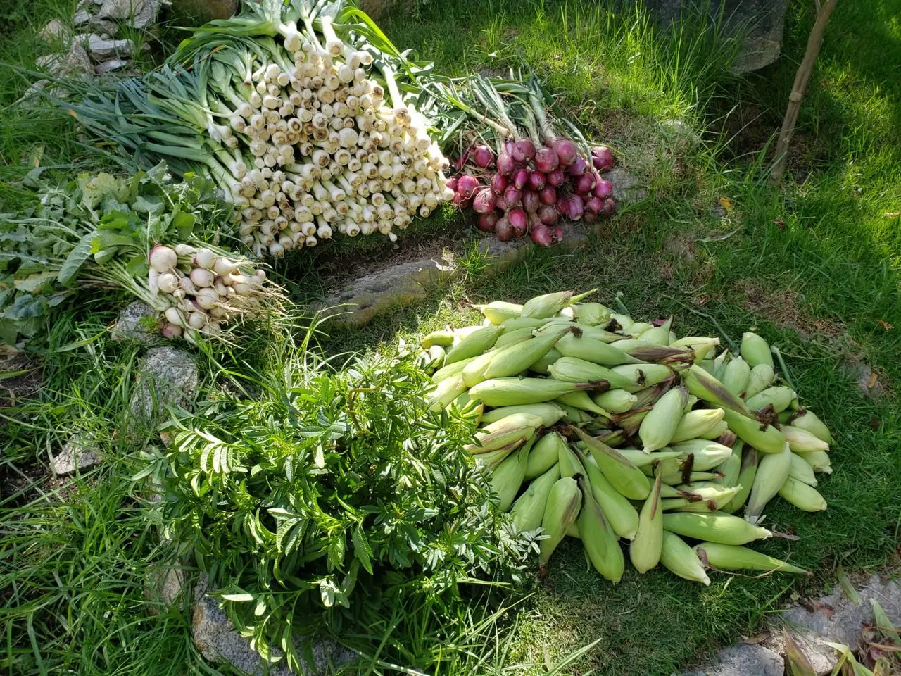 Choclos y hortalizas recién cosechados sobre el pasto