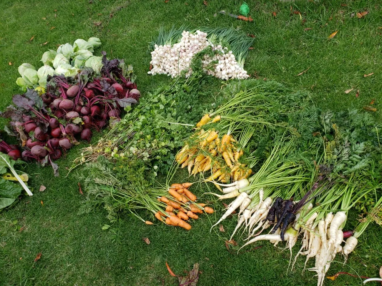 Beets, carrots, radishes and herbs from the orchard