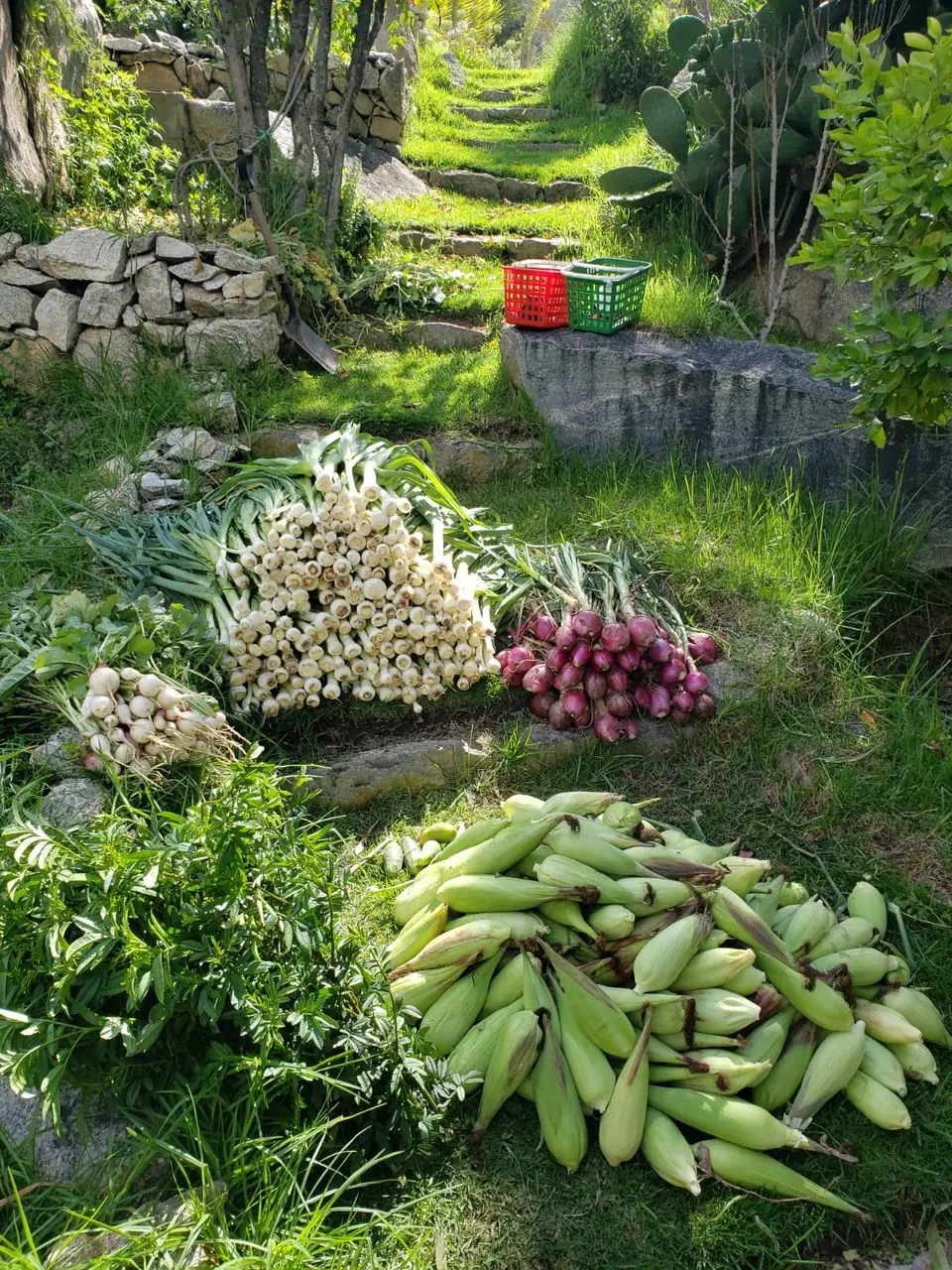 Harvest of corn, onions and radishes on the orchard terraces