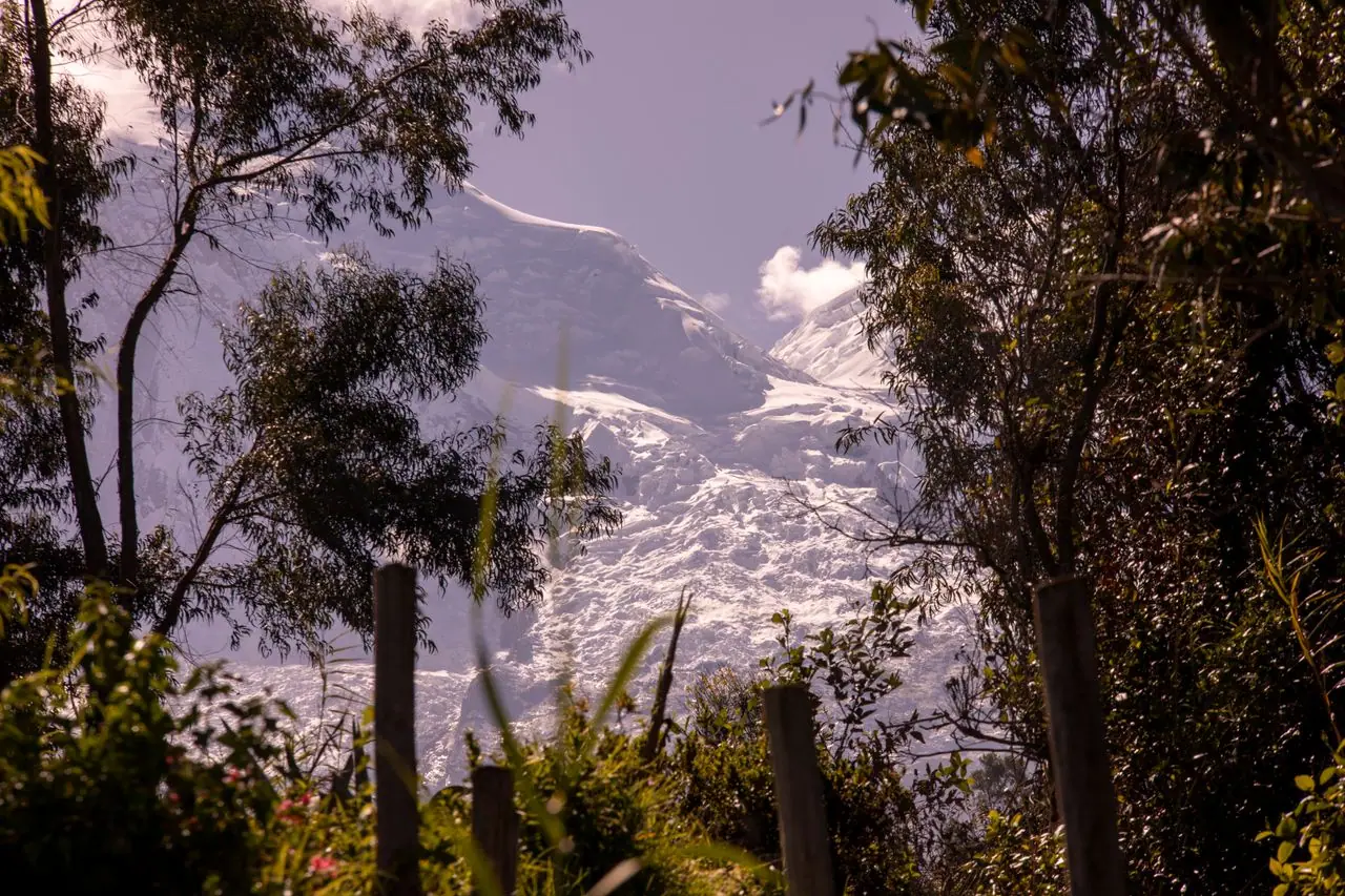 Huascarán glacier between eucalyptus trees at dusk