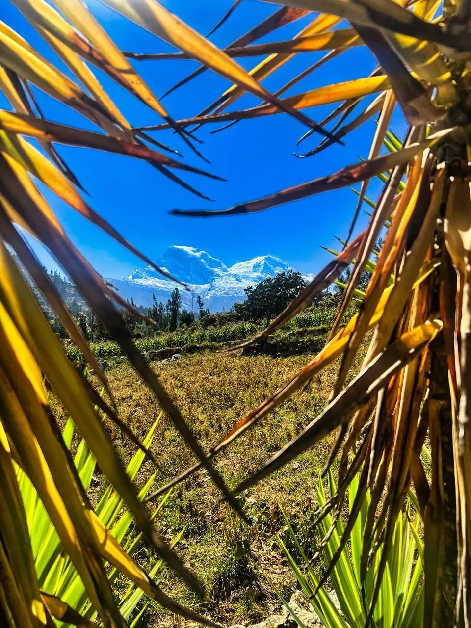 El Huascarán visto entre hojas de palma