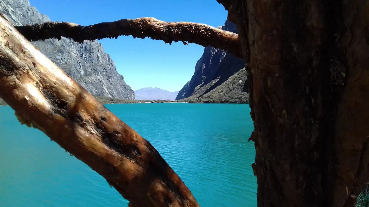 Queñual (Polylepis) forest on the shores of the Llanganuco lakes