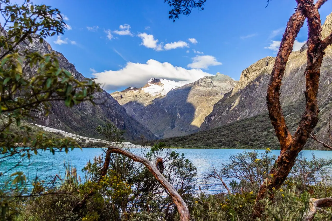 Chinancocha lake in Llanganuco framed by a queñual (Polylepis) tree