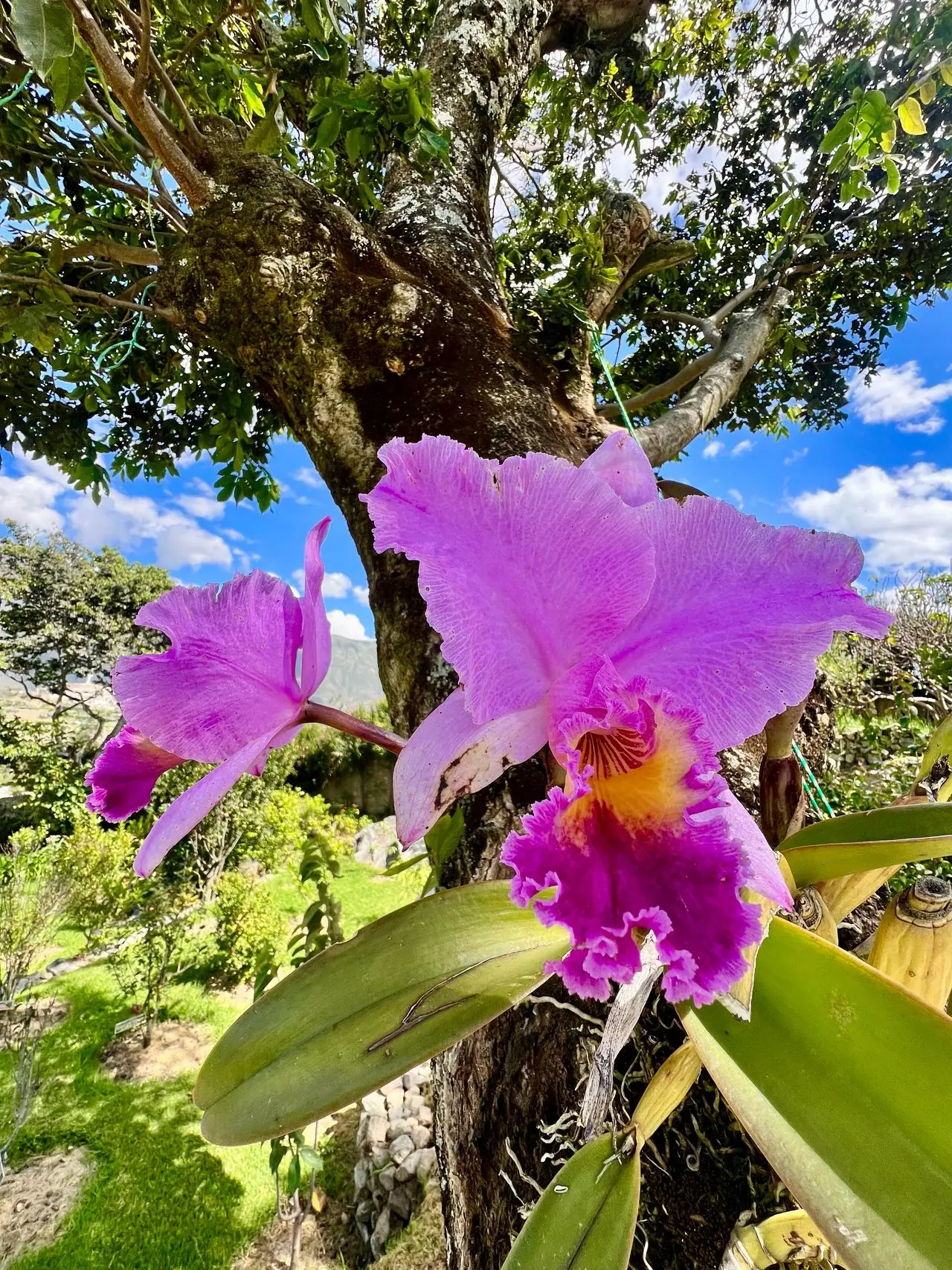 Purple orchid blooming in the botanical garden
