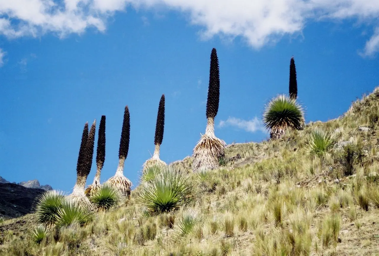 Puyas de Raimondi en flor sobre una ladera andina