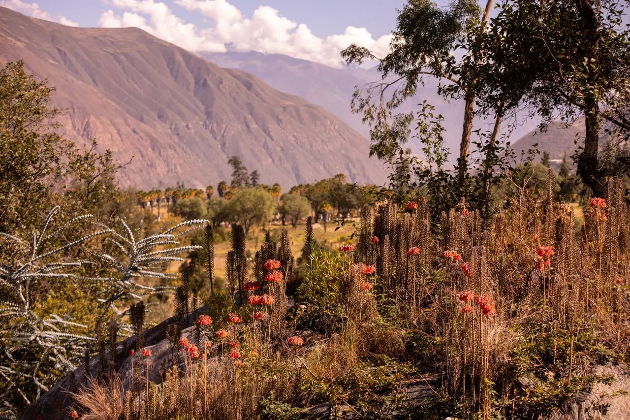 Valle del Callejón de Huaylas con flores andinas al atardecer